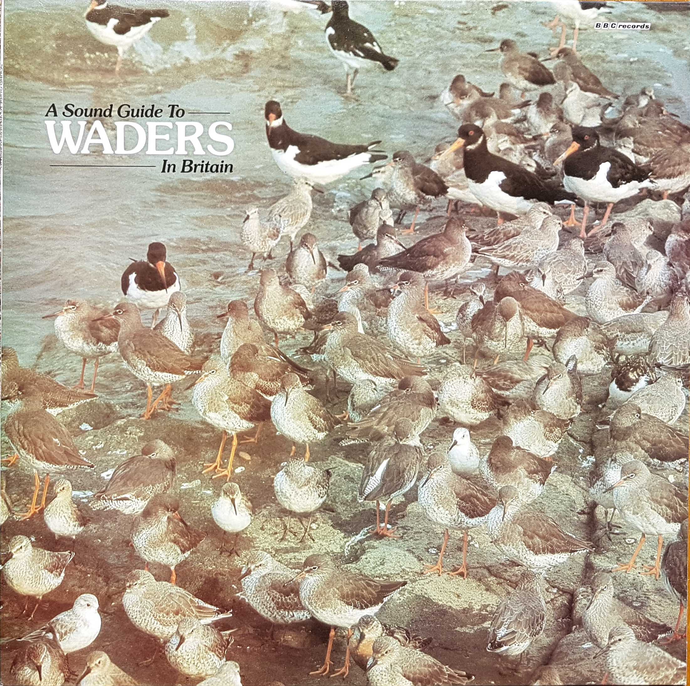Picture of REC 545 Sound guide to Waders in Britain by artist Various from the BBC albums - Records and Tapes library